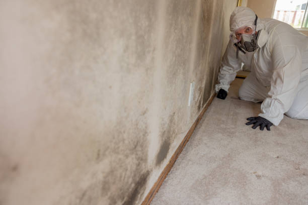 Professional Mold Removal in Eldorado At Santa Fe, NM